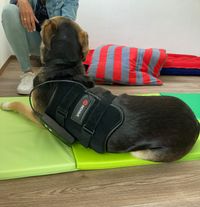 Thermotherapie für Hunde und Pferde