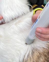 Laserakupunktur für Tiere